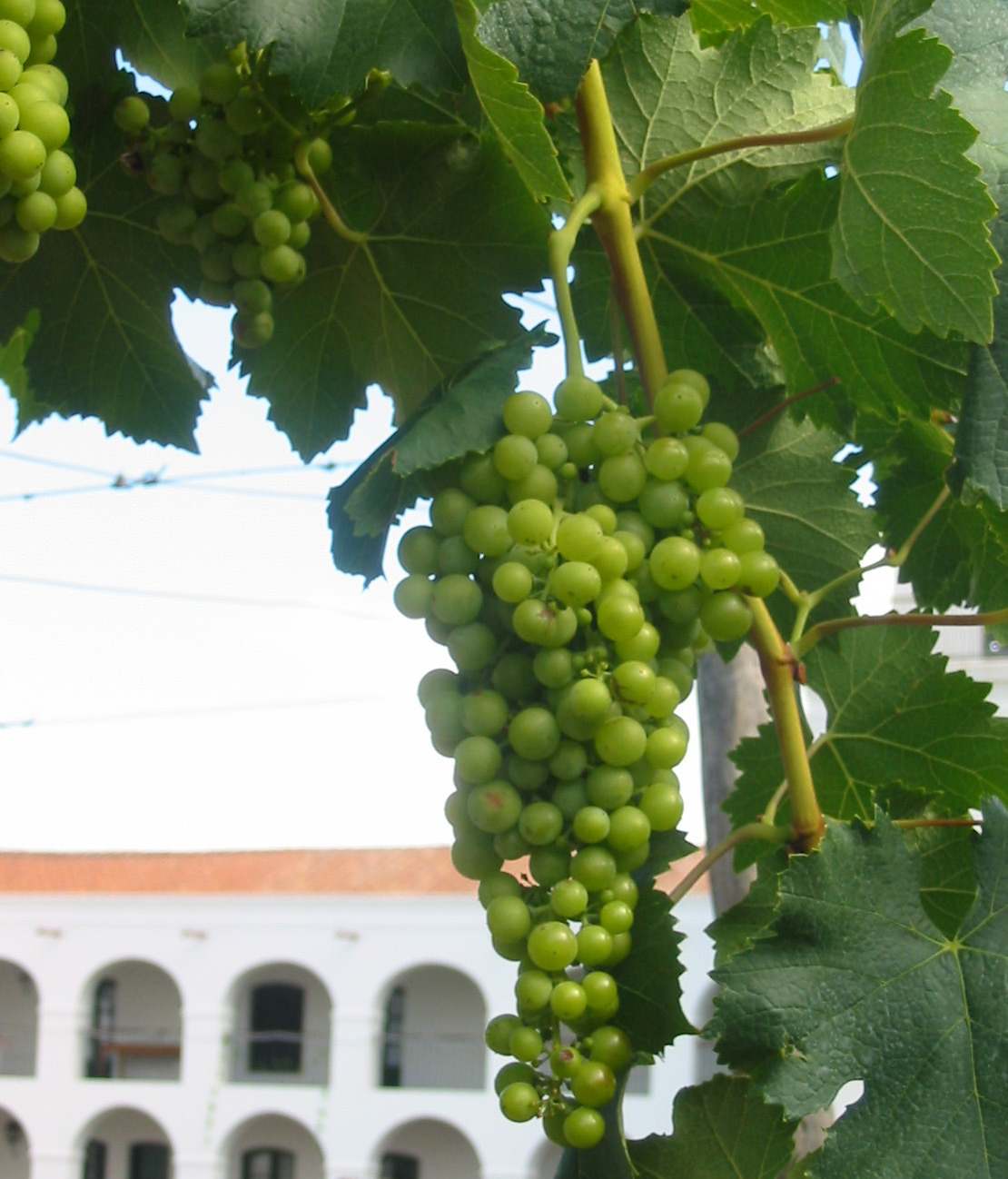 A Tour of Wine Grapes: Torrentes