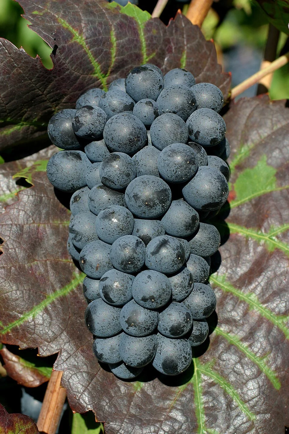 A Tour of Wine Grapes: Gamay