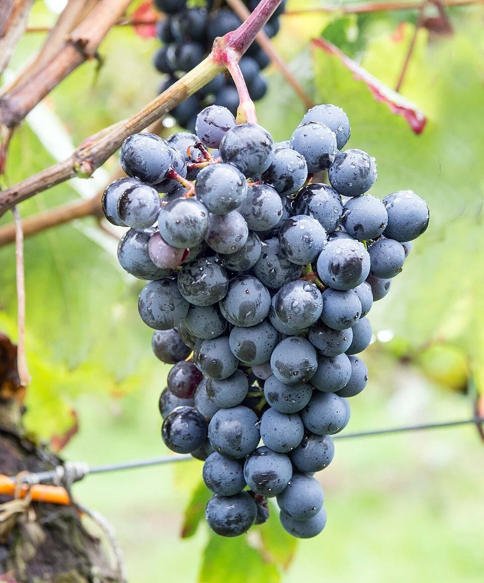 A Tour of Wine Grapes: Petit Verdot