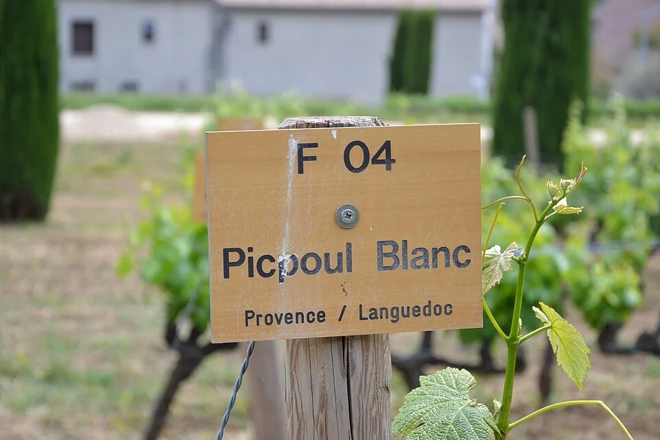 A Tour of Wine Grapes: Picpoul