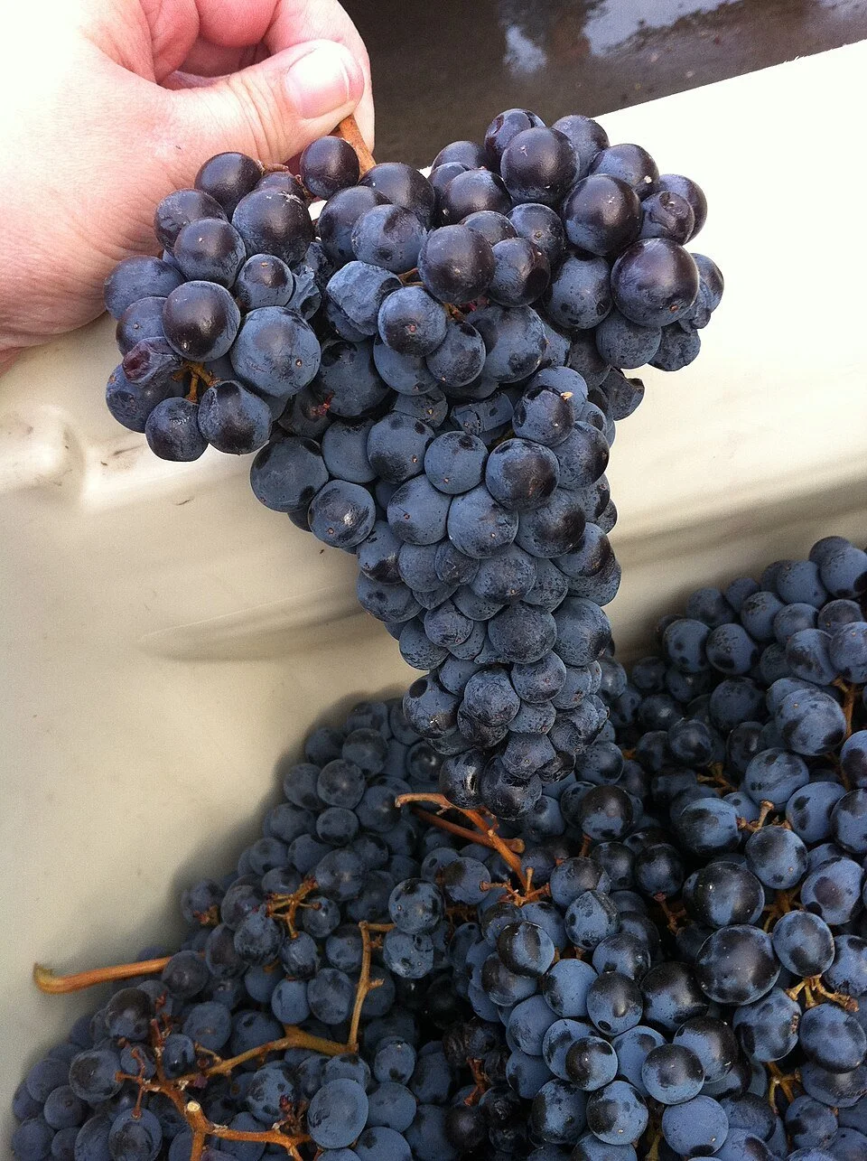 A Tour of Wine Grapes: Sangiovese