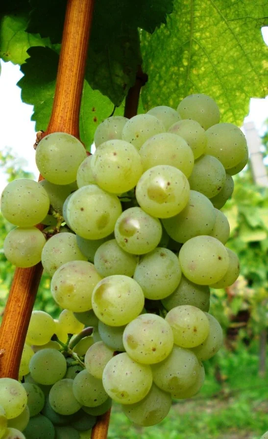 A Tour of Wine Grapes: Silvaner