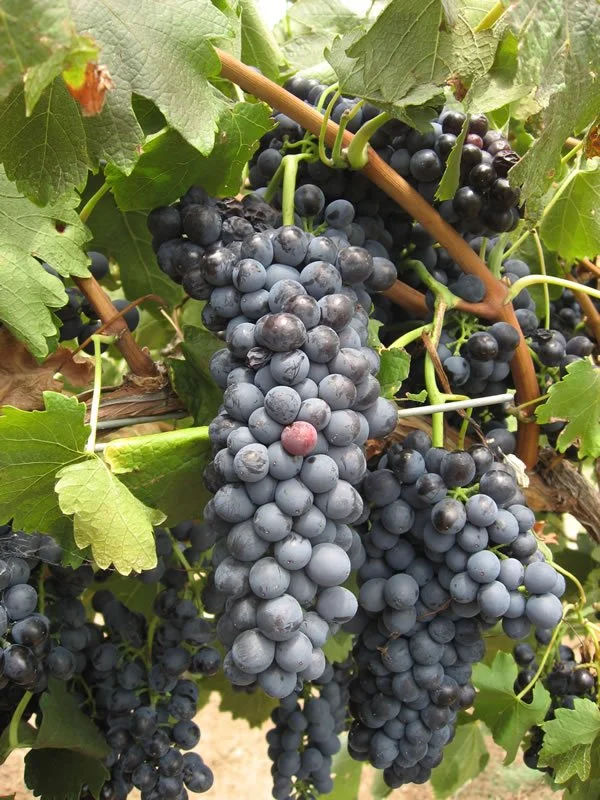 A Tour of Wine Grapes: Syrah