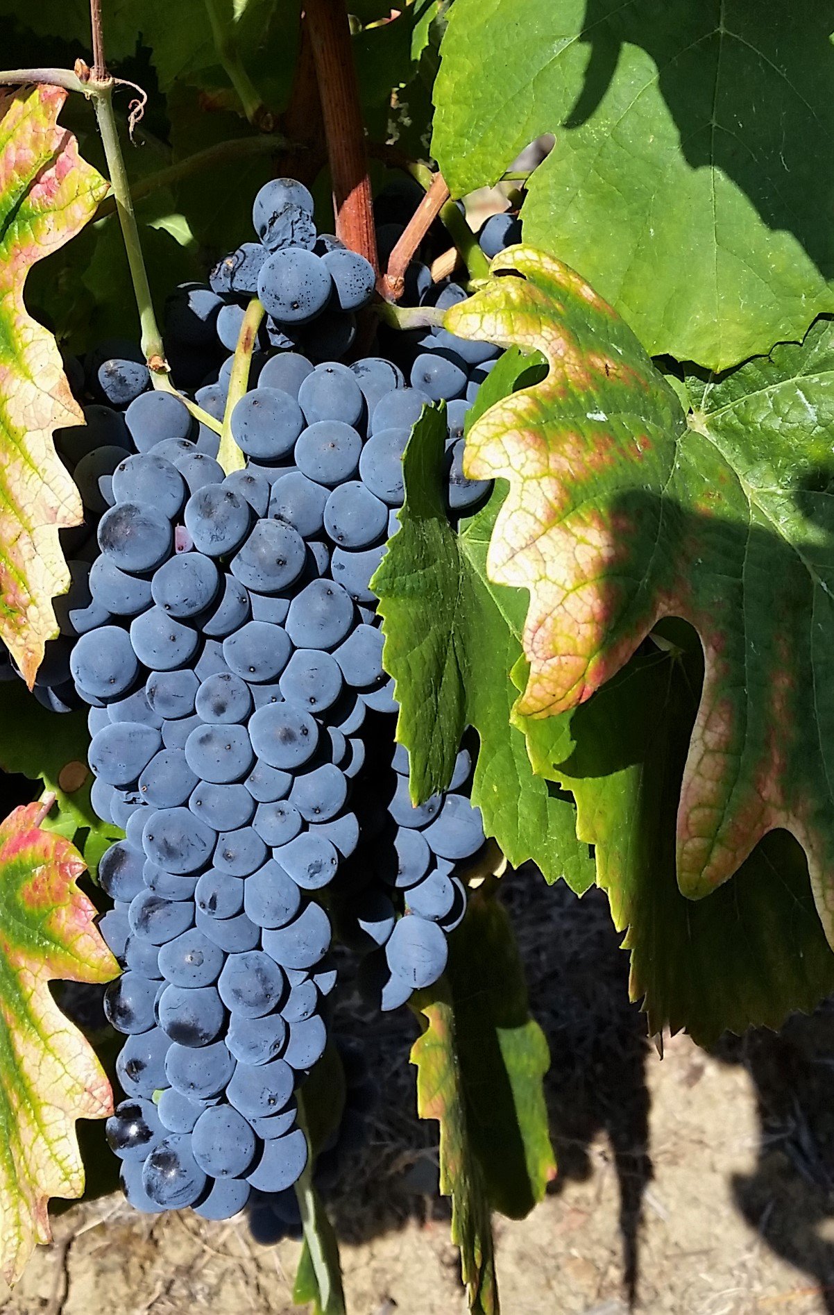 A Tour of Wine Grapes: Tempranillo