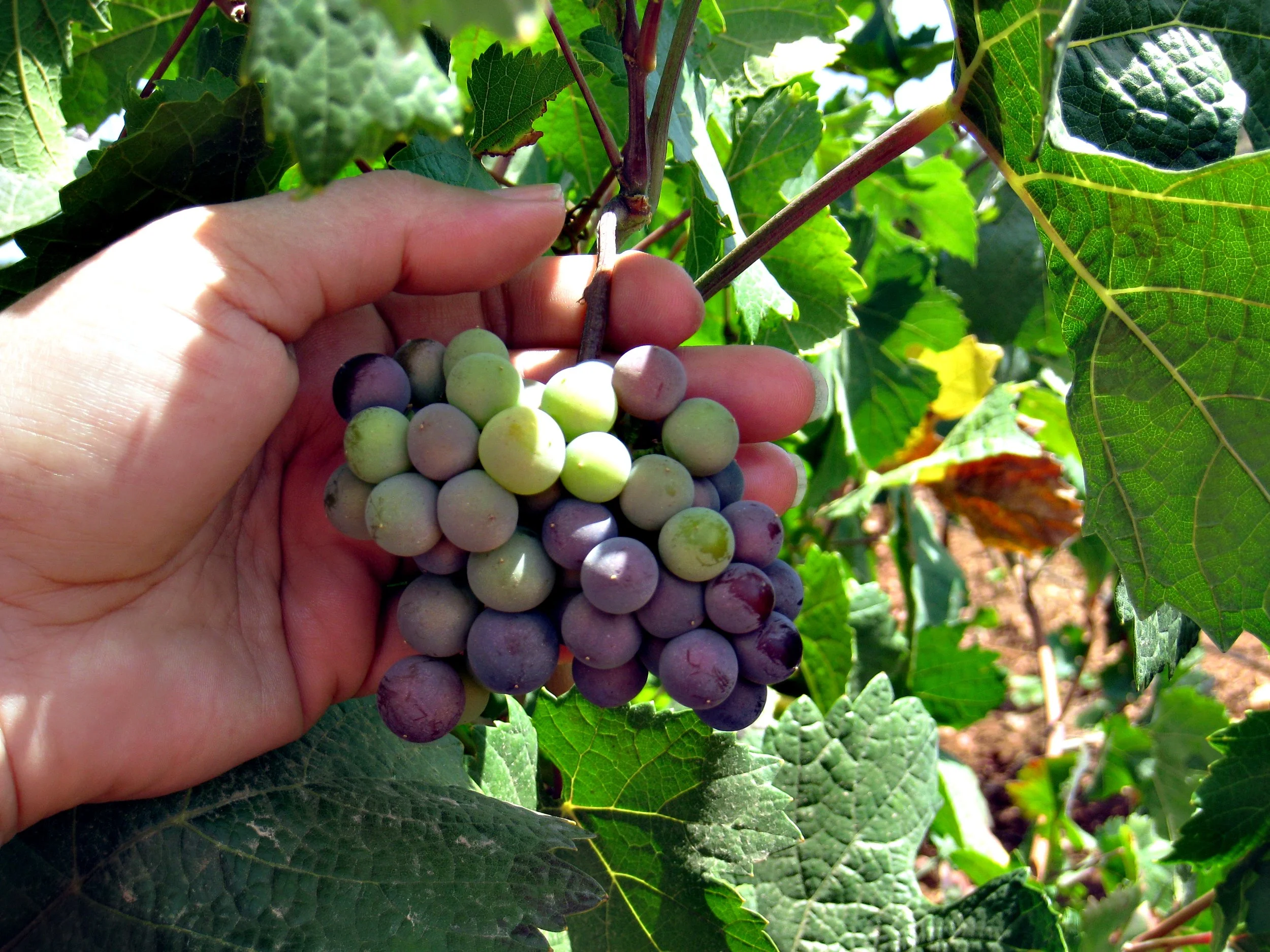 In the Winemaking World it's Veraison Time!
