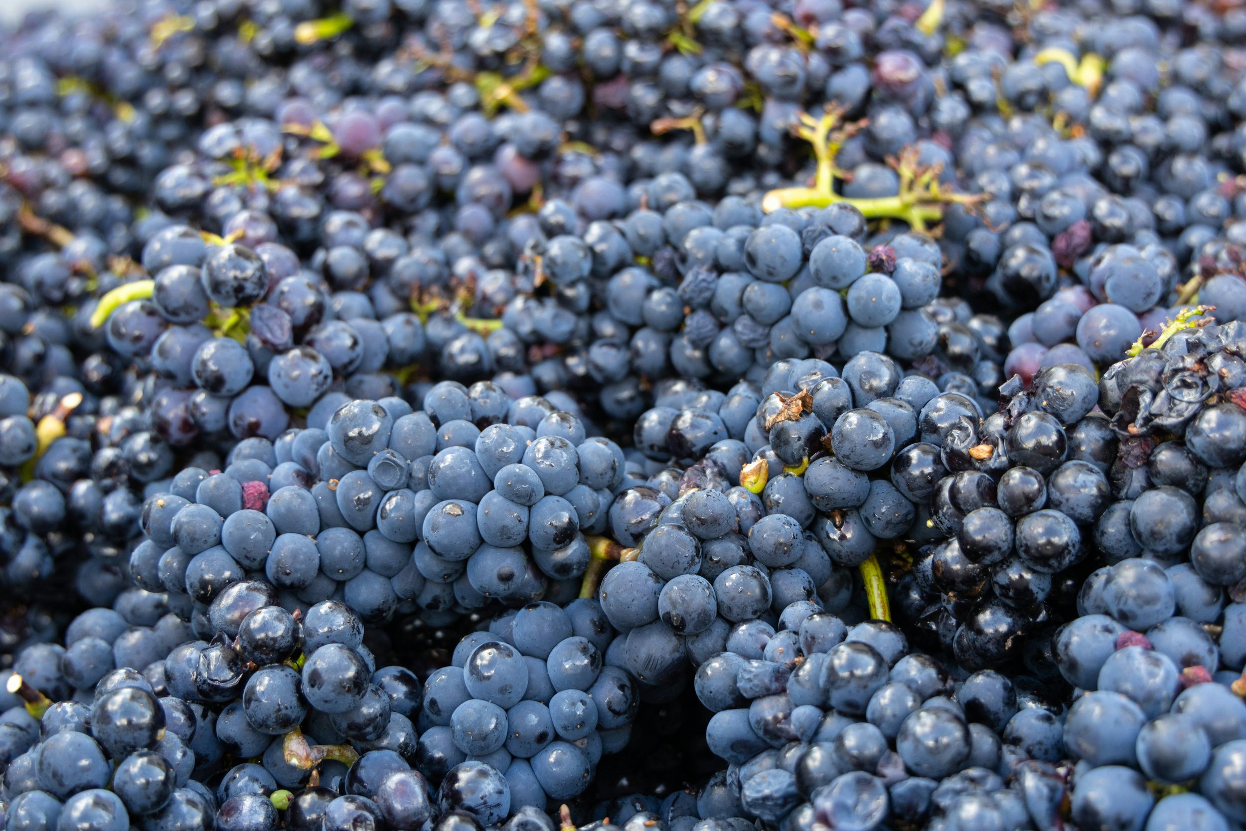 The Art of Wine Making: Deciding When and How to Macerate the Grapes