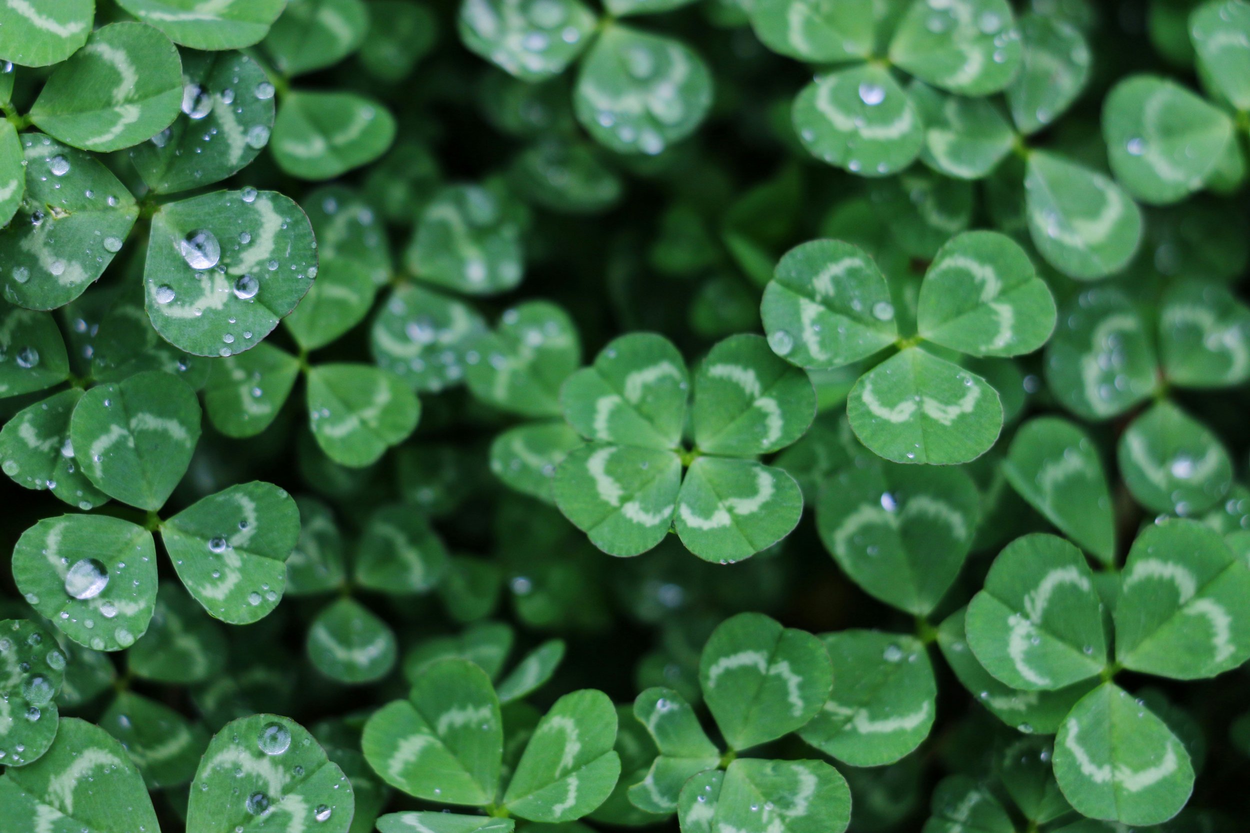 Ever Wonder? Does Ireland Produce Wines?